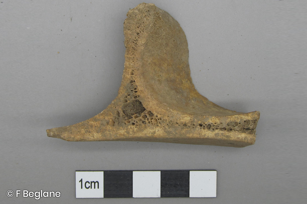 Early Modern butchery of a cattle scapula, Wexford Town